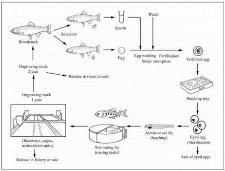 larostar trout farm|How to farm rainbow trout .